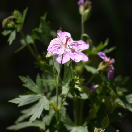 Pink Flower
