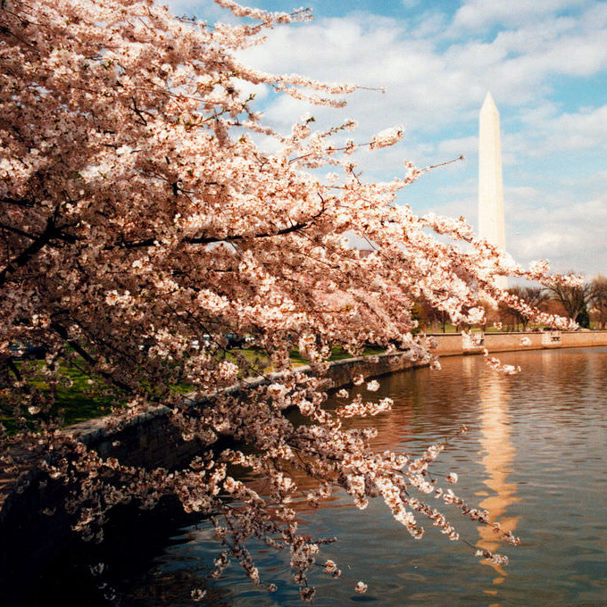 cherry blossoms